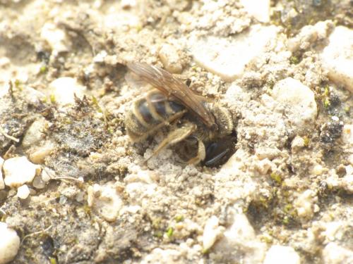 Lasioglossum sp.